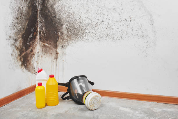 Best Same-Day Mold Removal  in Huntington Beach, CA