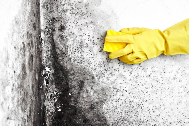 Best Attic Mold Removal  in Huntington Beach, CA
