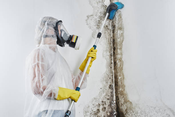 Attic Mold Removal in Huntington Beach, CA