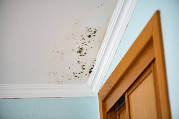Best Office Mold Removal Services  in Huntington Beach, CA