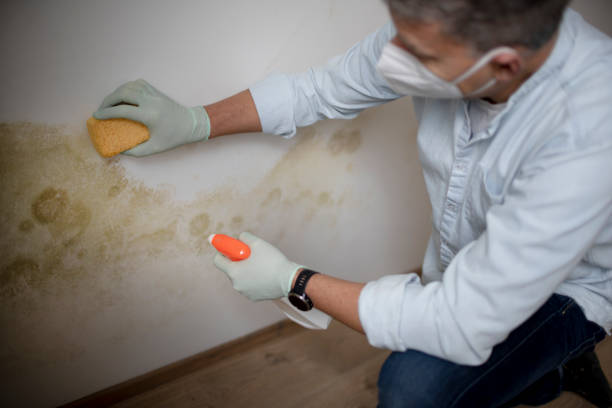 Best Mold Remediation Services  in Huntington Beach, CA