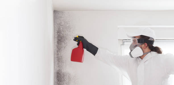 Best Attic Mold Removal  in Huntington Beach, CA