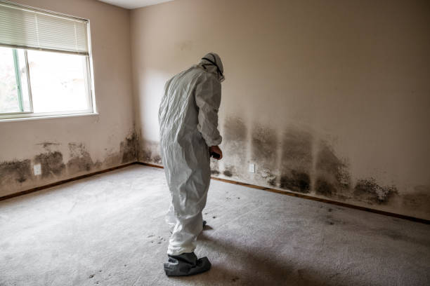 Best Home Mold Removal  in Huntington Beach, CA