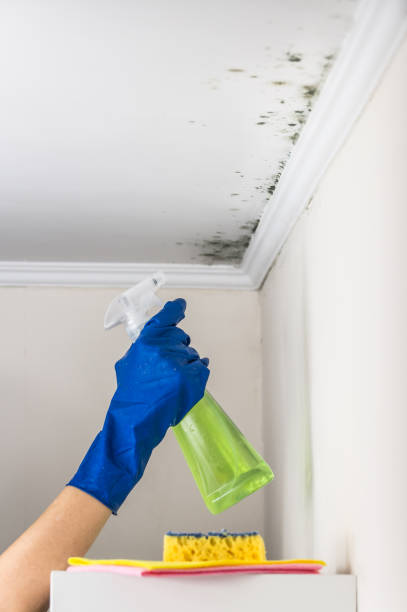 Best Mold Removal Company Near Me  in Huntington Beach, CA