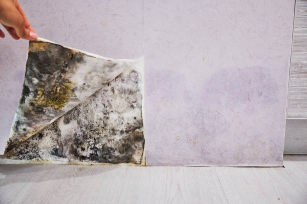 Best Mold Removal Near Me  in Huntington Beach, CA